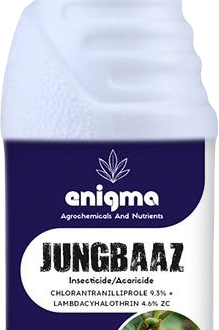 Jungbaaz
